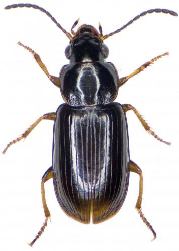 Acupalpus brunnipes